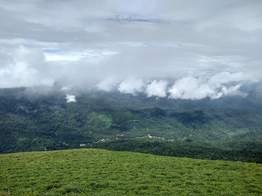 Mist drifting through a Coorg coffee plantation