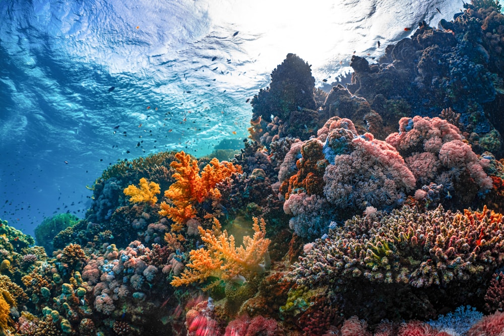 Coral reef diving in the Andamans