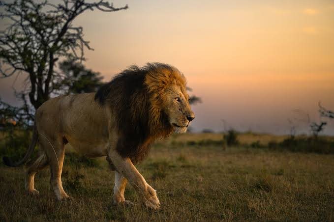 A lion walking through open grassland at dusk