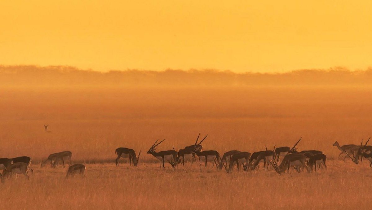 A blackbuck herd in golden grassland at Velavadar