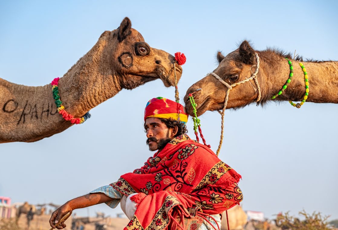 A herder with decorated camels at the Pushkar Camel Fair