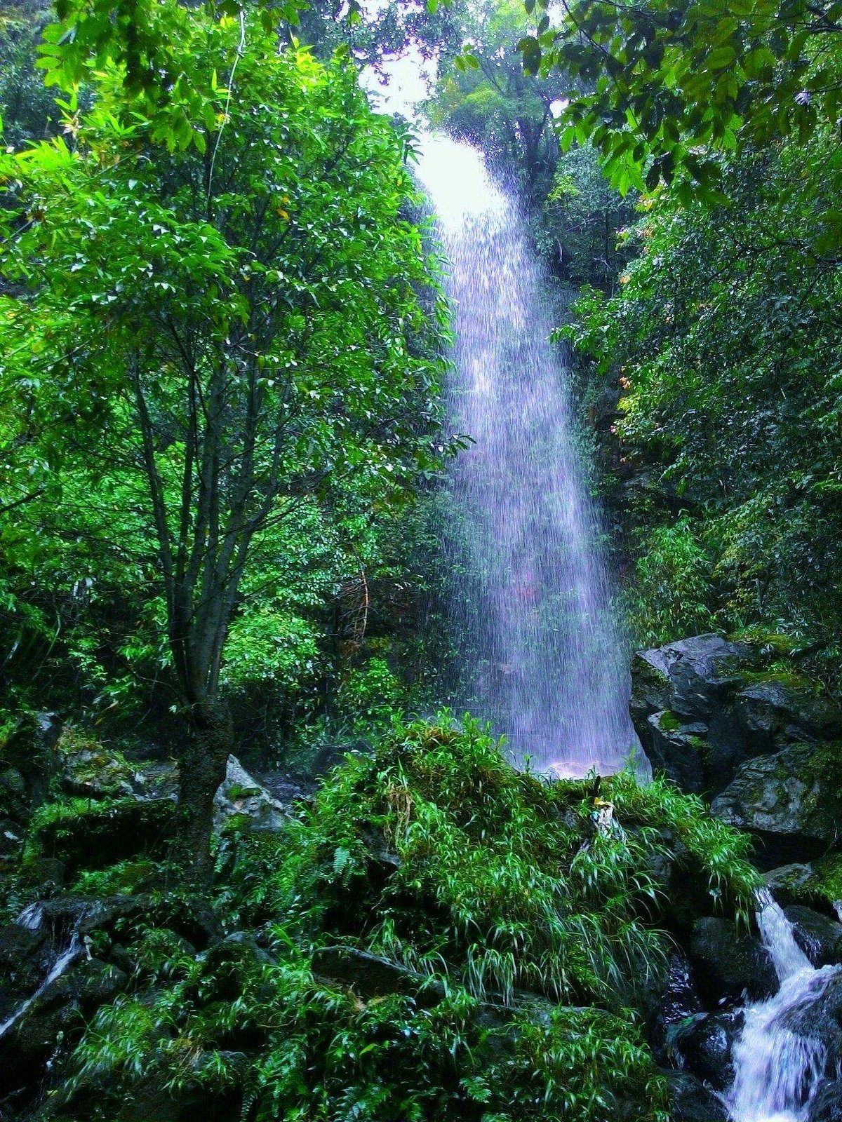 A waterfall in dense forest near Mawlynnong